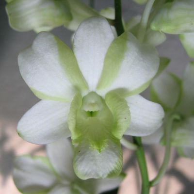 Den. Burana White (Splash)