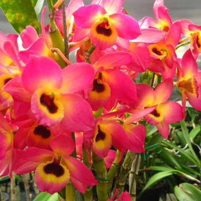 Den. Super Dream 'Flame'