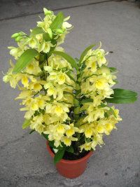 Den. Yellow Song 'Candy'