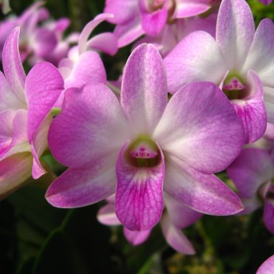 Dendrobium (Siriratana Hirota x compactum) 'Pink'