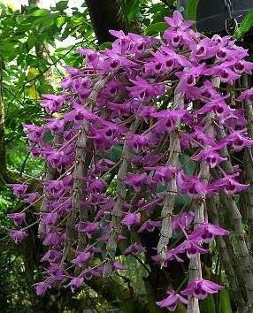 Dendrobium parishii * sib