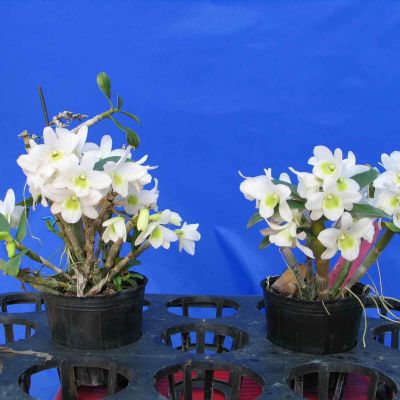 Dendrobium Angel Baby 'Love Pocket' 