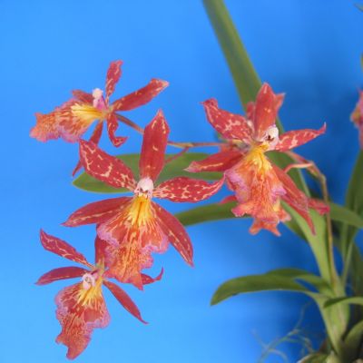 Burrageara Living Fire 'Glowing Embers'