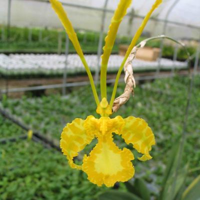 Psychopsis Mariposa ‘G.V.’ alba