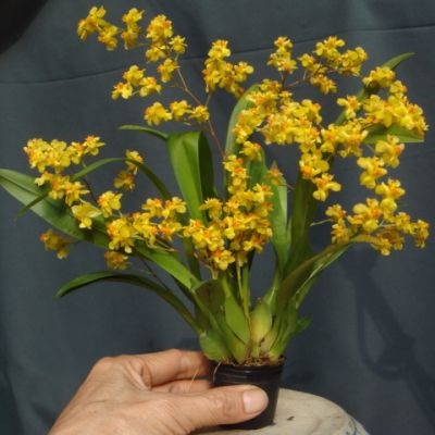 Oncidium Twinkle 'Golden'