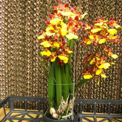 Oncidium Kunine = Oncidium cebolleta x Oncidium spldendidum