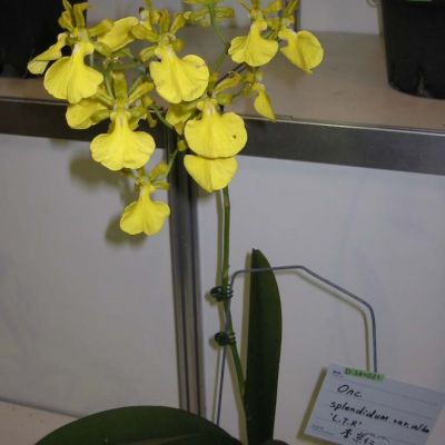 Oncidium splendidum var alba * sib