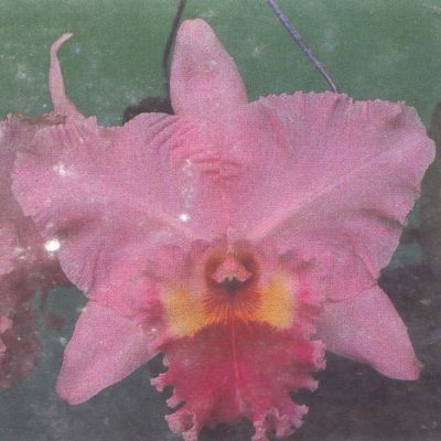 Rhyncholaeliocattleya Nai Thong Bay 'Feng Yuan'