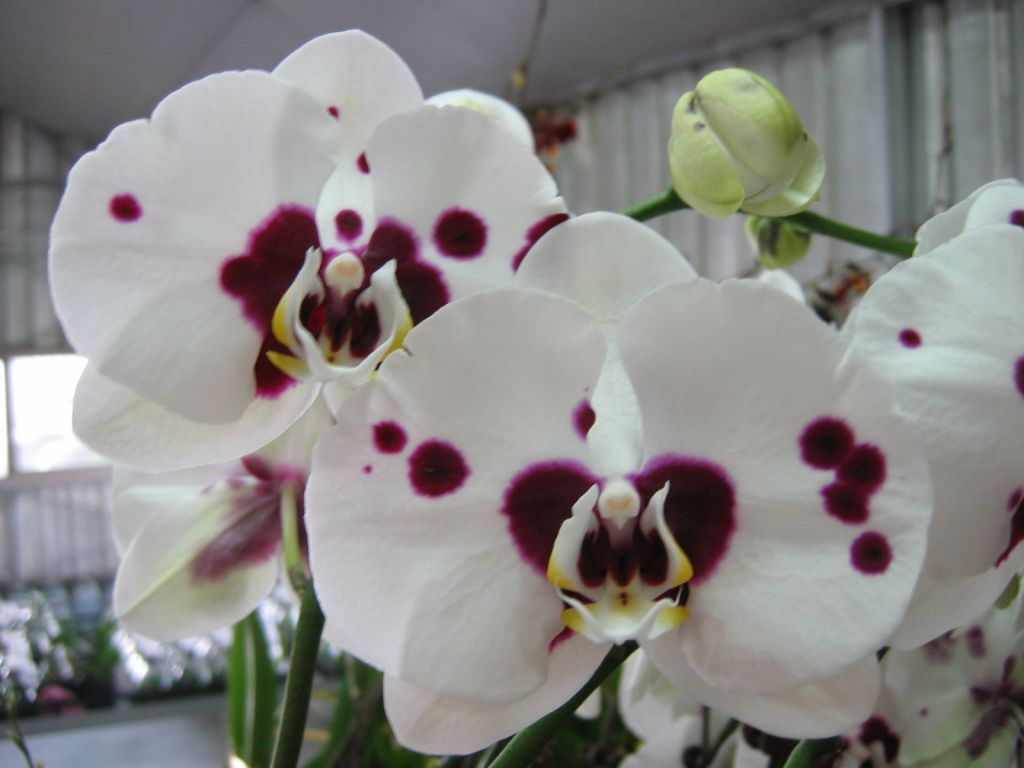 Phal. Ever Spring Prince – Welcome to Orchid Cultivators