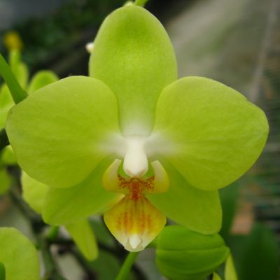 P. Brother Pico Bahama 'Green Fairy'