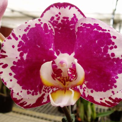 (Dtps. Taiwan Black Jack x Dtps. Sogo Diamond) 'ORCHIS'