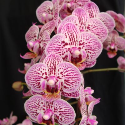 Dtps. Formosa Cranberry 'Little Zebra'