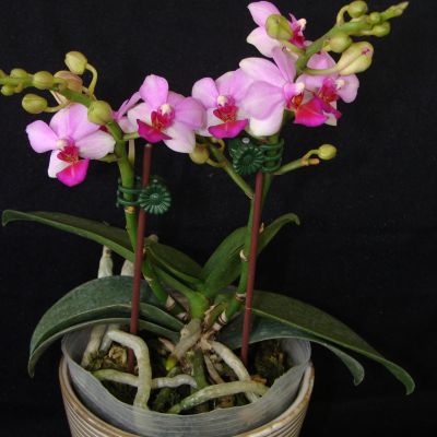 Doritaenopsis Liu's Berry 'Orchid Pavilion'