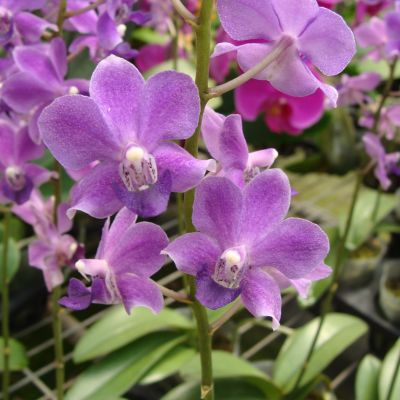 Phalaenopsis Freed's Beautiful Girl 'Blue'