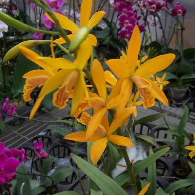 Enanthleya Circus Lady 'Yellow'