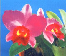 Rhyncholaeliocattleya Creation 'Summer Choice'