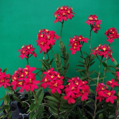 Epidendrum Crystal Valley 'Red Star' 