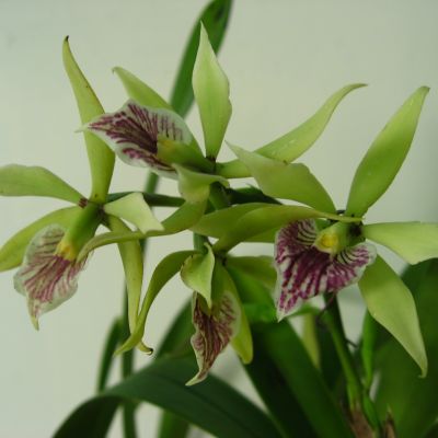 Encyclia fragrans x Encyclia cochleata