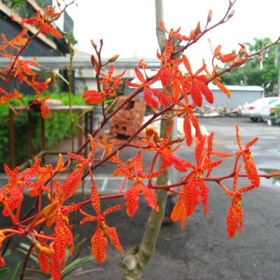 Renanthera Tom Thumb (= Renanthera monachica x Renanthera imschootiana)