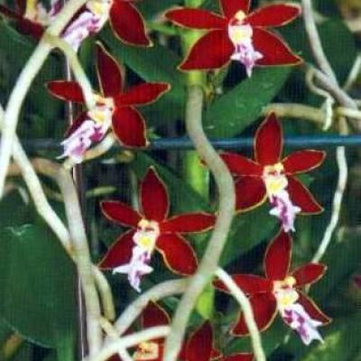 Trichoglottis philippinensis var. brachiata