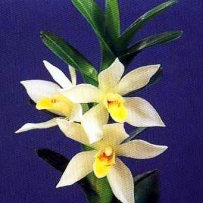 Maxillaria camaridii