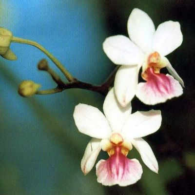 Holcoglossum amesianum