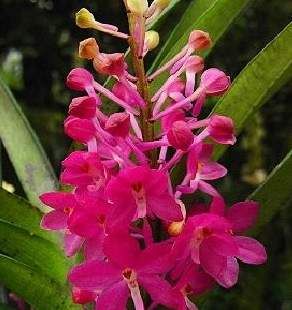 Ascocentrum ampullaceum