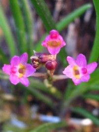 Ascocentrum pumilum