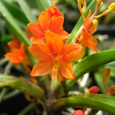 Ascocentrum miniatum