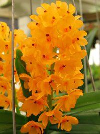 Ascocentrum miniatum