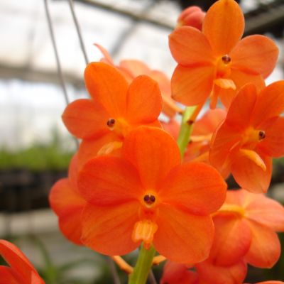 Ascocenda Arthorn ‘Orange’  = Ascocenda Yip Sum Wah x Ascocentrum miniatum