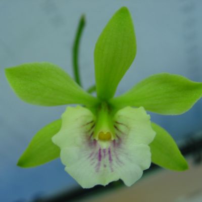 Encyclia tampensis x Encyclia fragrans