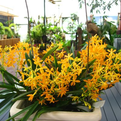 Ascofinetia Twinkle 'Orange' = Neofinetia falcata x Ascocentrum miniatum