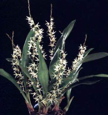 Eria javanica 