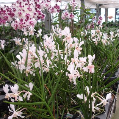 Vanda teres x Neofinetia falcata