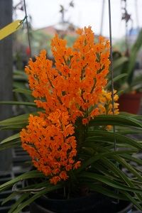 Ascocentrum miniatum 'Orange'