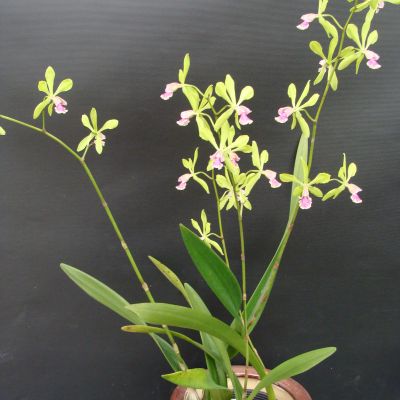 Eplc. Taiwan Green Goblia 'ORCHIS' = Encyclia Alda x Procycleya Green Goblin