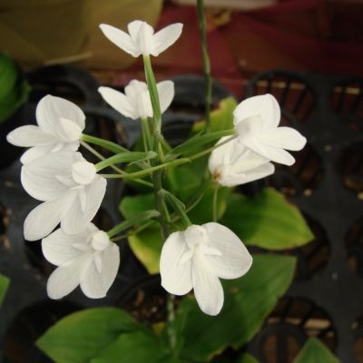 Habenaria lindleyana