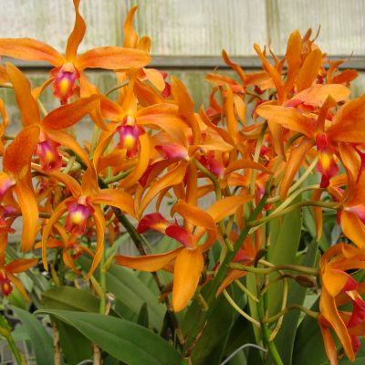 Laeliocatanthe Taiwan Orange = 
Cttlianthe Trick or Treat x Schomburgkia lueddemanii
