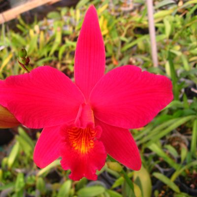 Lc. Hsin Buu Lady 'Red Beauty'