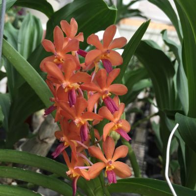 (Ascocentrum curvifolium x Rhynchostylis coelestis)