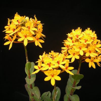 Epidendrum Comet Valley 'Yellow Star'