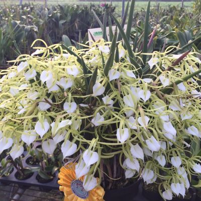 Brassavola Grand Stars 'ORCHIS'