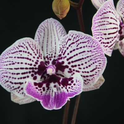 Phalaenopsis Lioulin Pretty Lip 