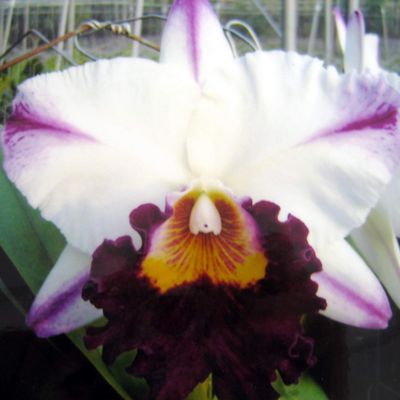 Rhyncholaeliocattleya Kuwale Gem ' Bai Jian Ying'