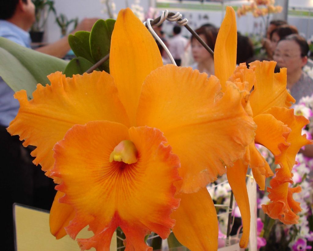 Rhyncholaeliocattleya Spanish Eyes 'tian Mu' Cattleya Orchis 