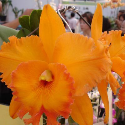 Rhyncholaeliocattleya Spanish Eyes 'Tian Mu'