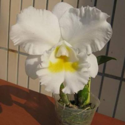 Rhyncholaeliocattleya Chief Bride 'White Christmas'