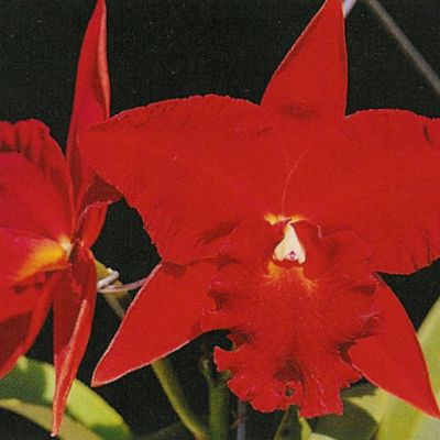 Rhyncholaeliocattleya Ching Hua Flame 'Red Rose'