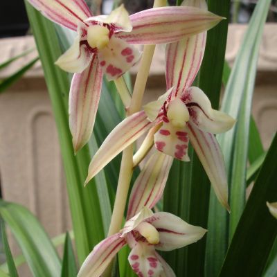 Cym. Sinense 'Rainbow'